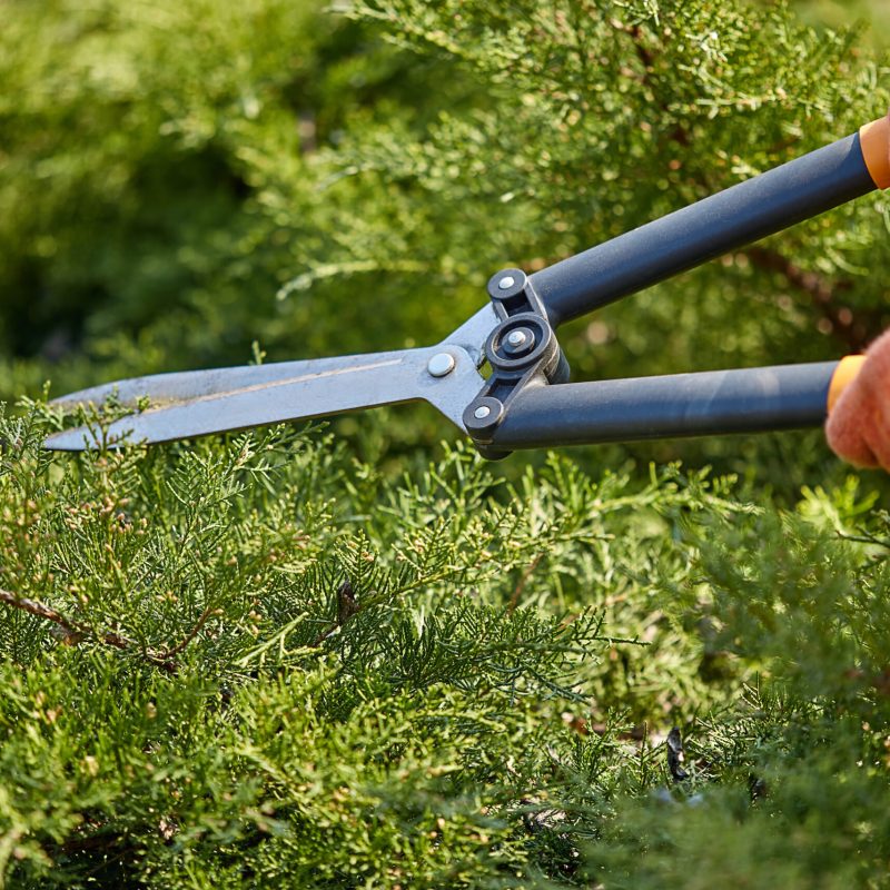 hedge_cutter_ Exterior and Grounds maintenance_plasterer_goldcrest_property_services Hands of gardener in orange gloves are trimming the overgrown green shrub using hedge shears on sunny backyard. Worker landscaping garden. Unknown gardener is clipping hedge in spring. Close up